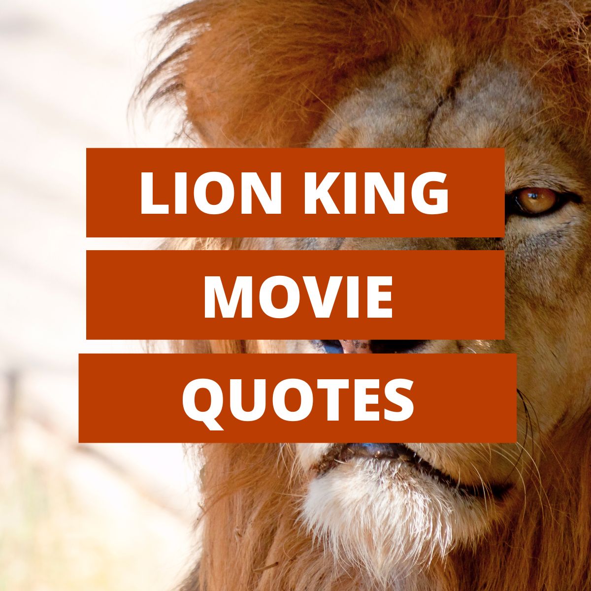 lion king movie quotes featured image